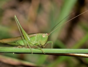grasshopper on green stem closeup photography thumbnail