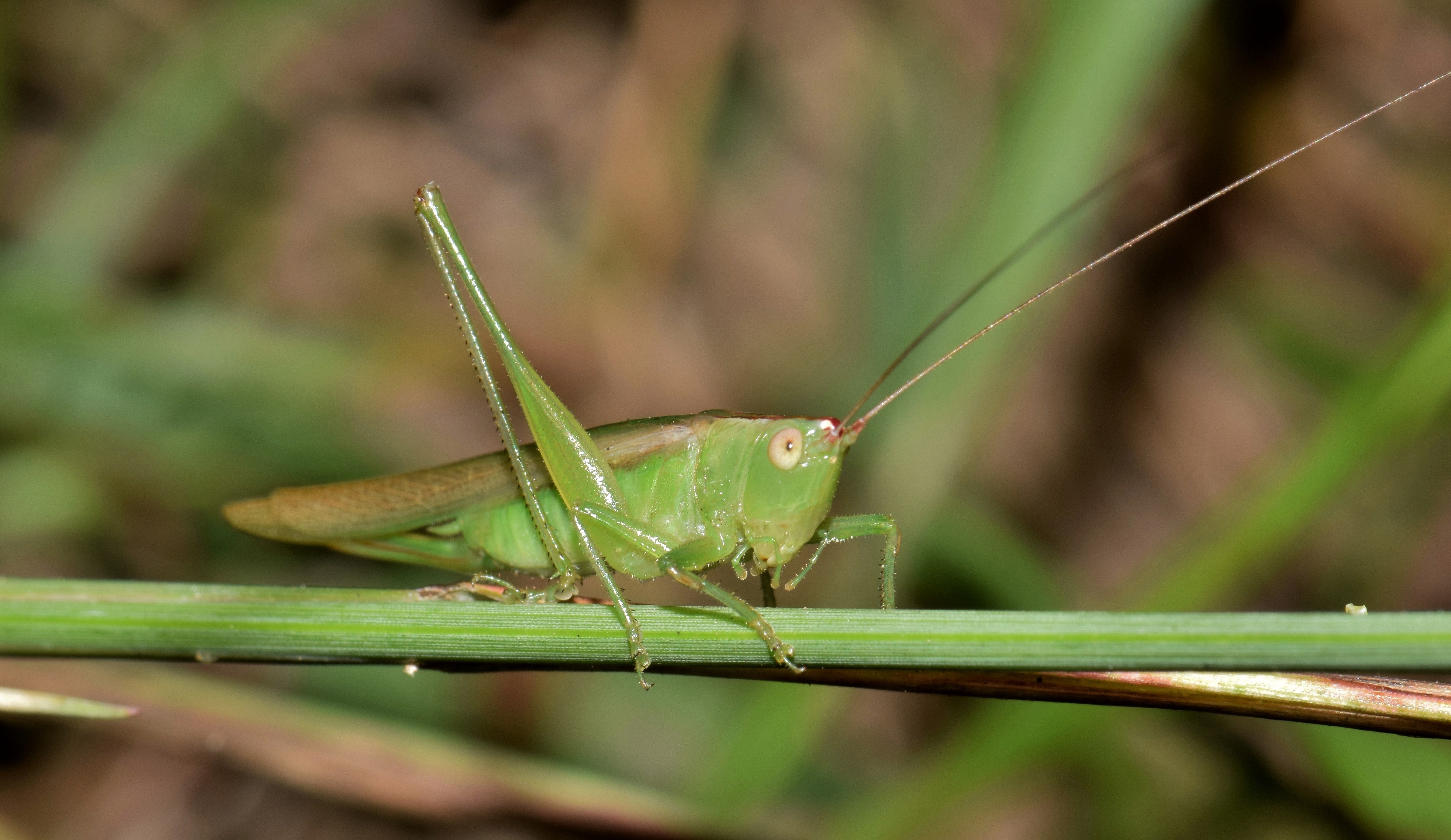 grasshopper on green stem closeup photography