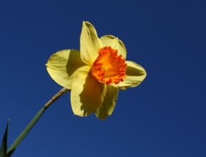 yellow and orange daffodil thumbnail