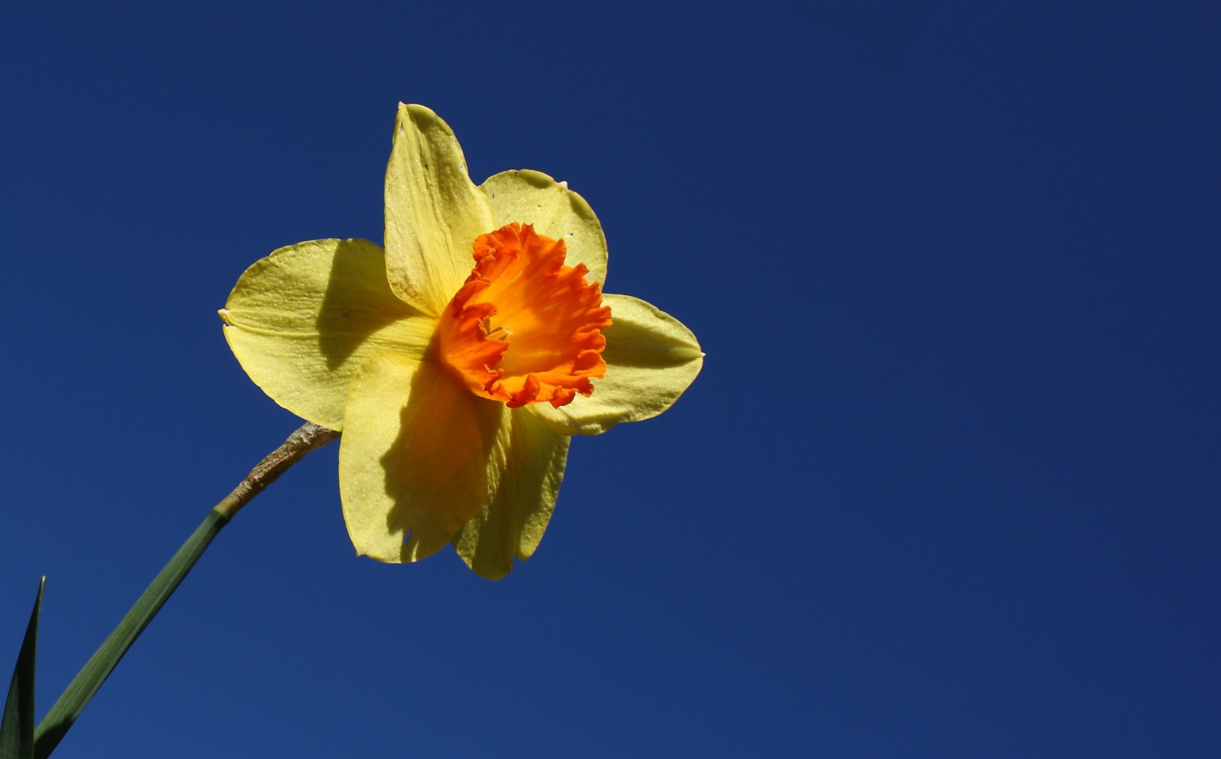 yellow and orange daffodil