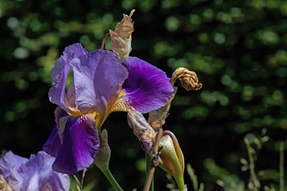 iris flowers preview