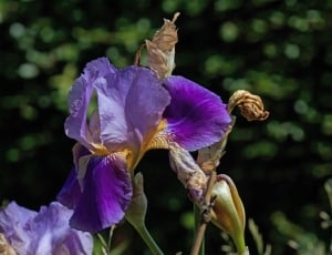 iris flowers thumbnail