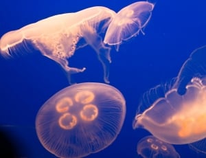 five white jellyfish thumbnail