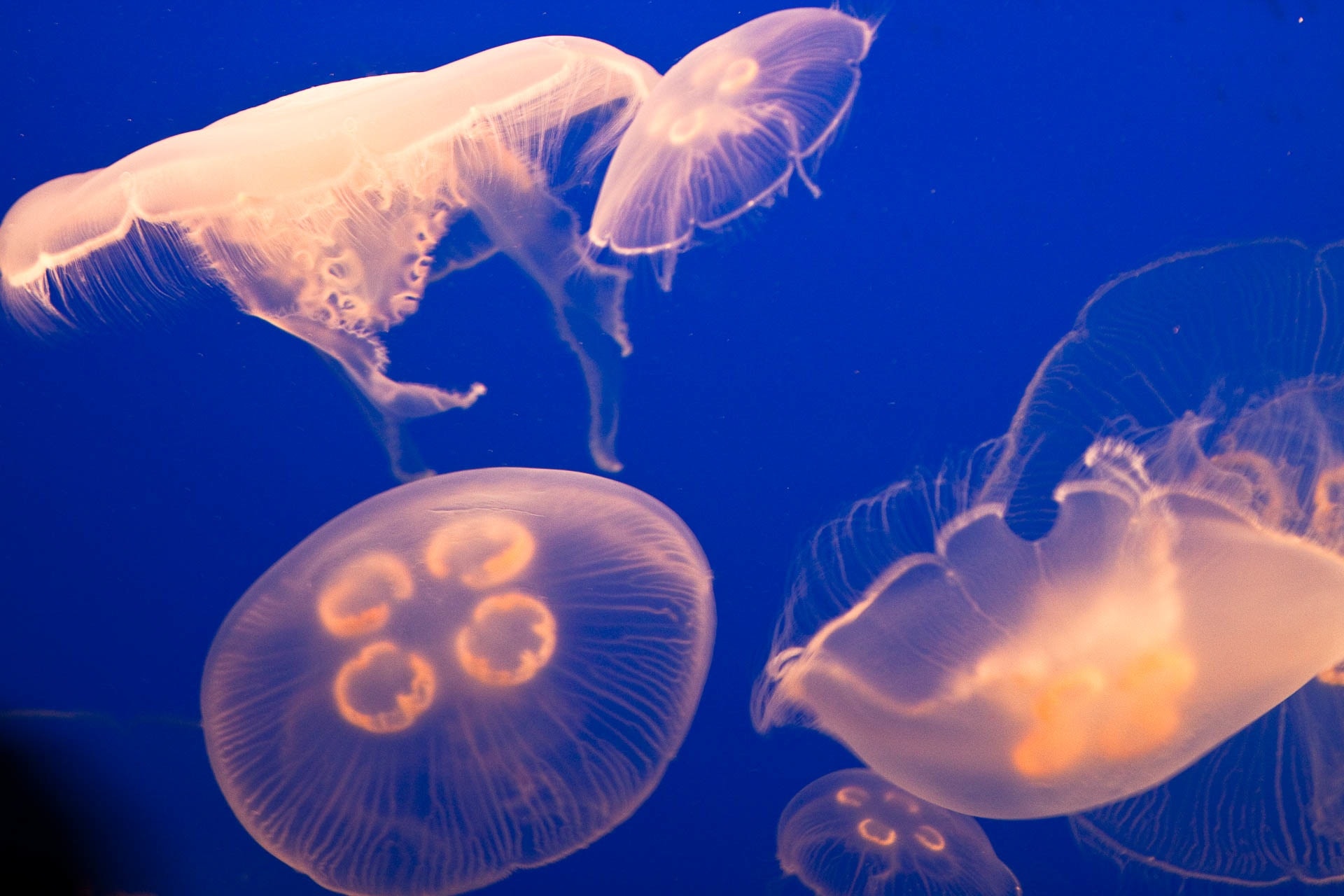 five white jellyfish