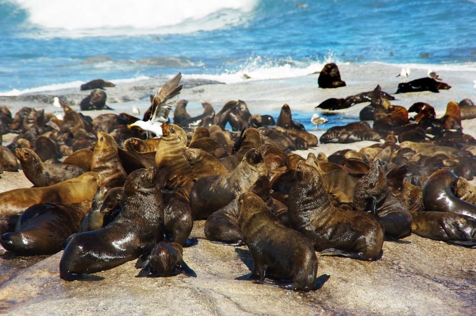 herd of seals preview