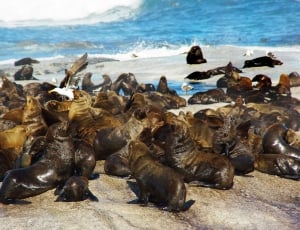 herd of seals thumbnail
