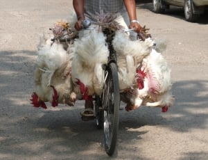capture image of white hen tied in a bike thumbnail