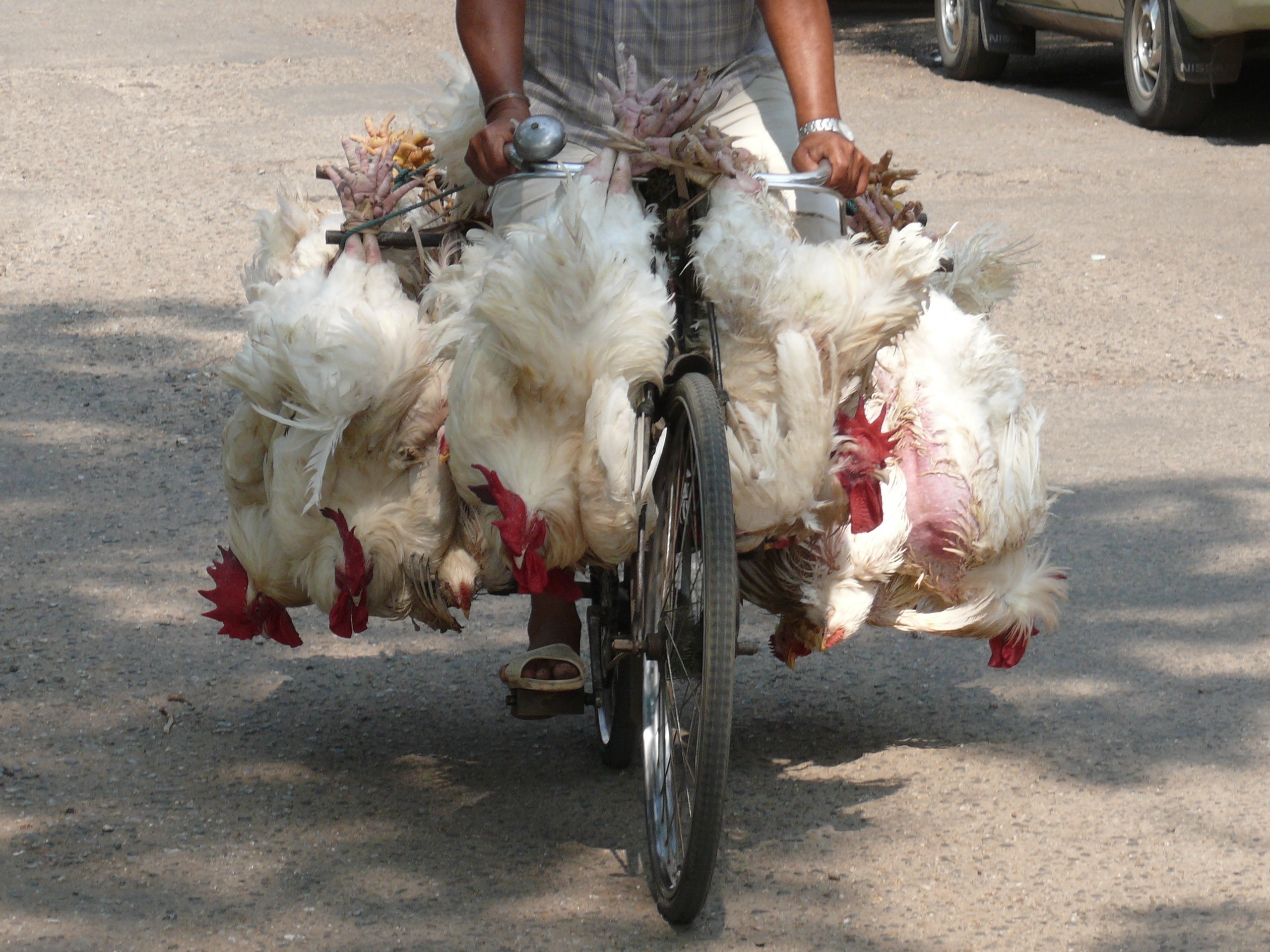 capture image of white hen tied in a bike