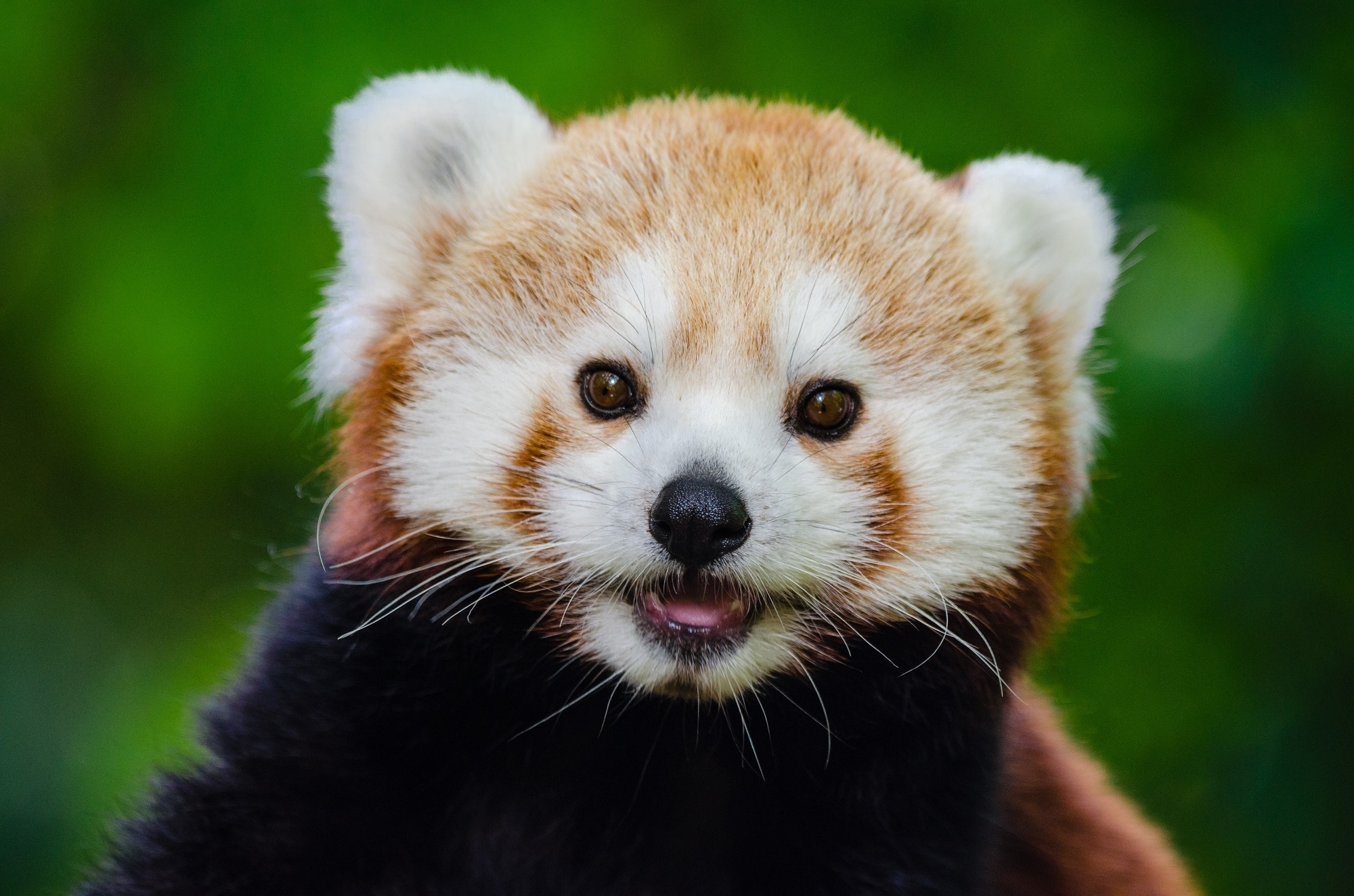 What Is Red Panda
