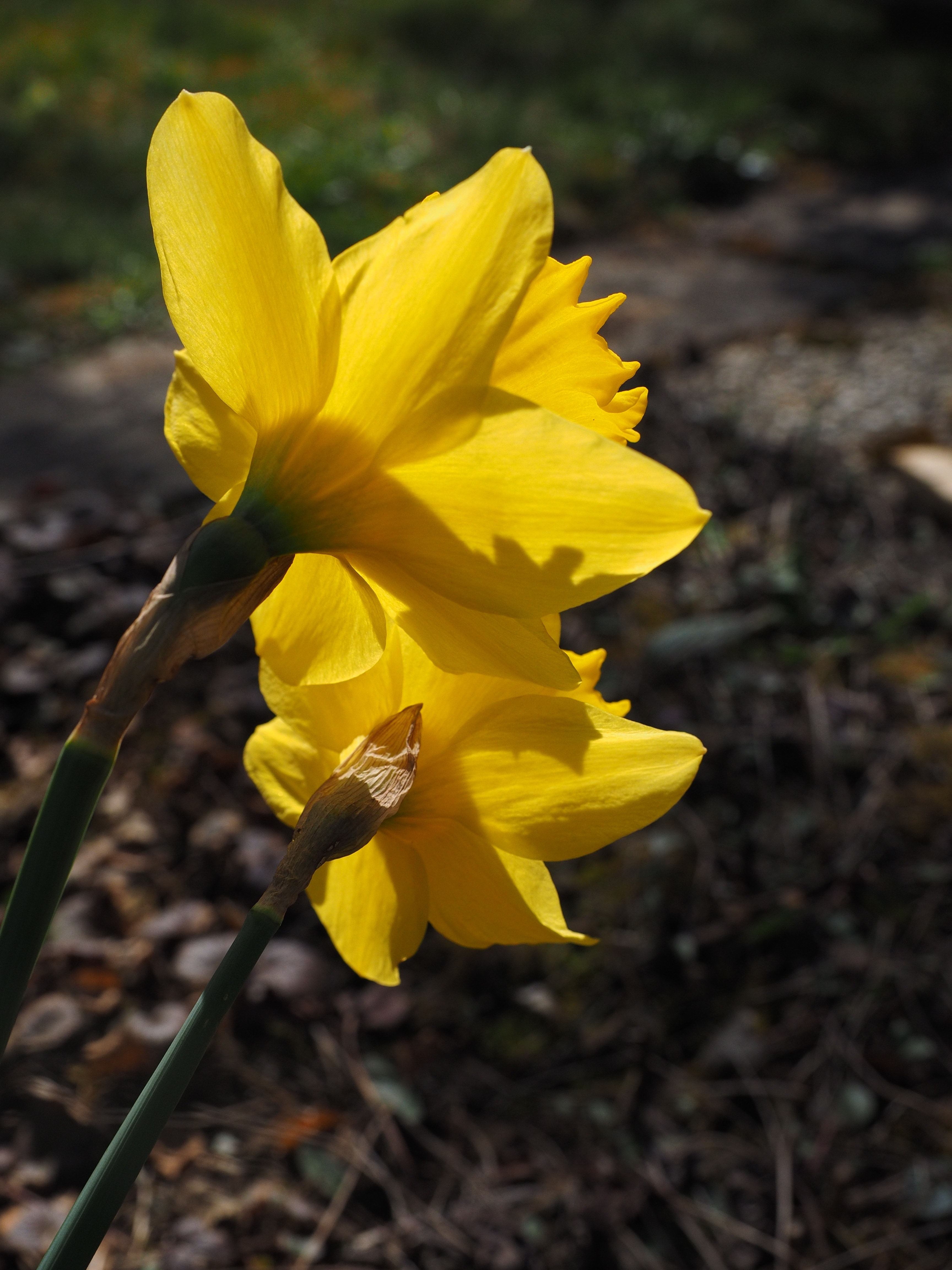 Почему не цветут нарциссы одни листья. Нарцисс амариллис. Нарцисс тонколистный. Нарцисс ложный. Желтый Нарцисс.