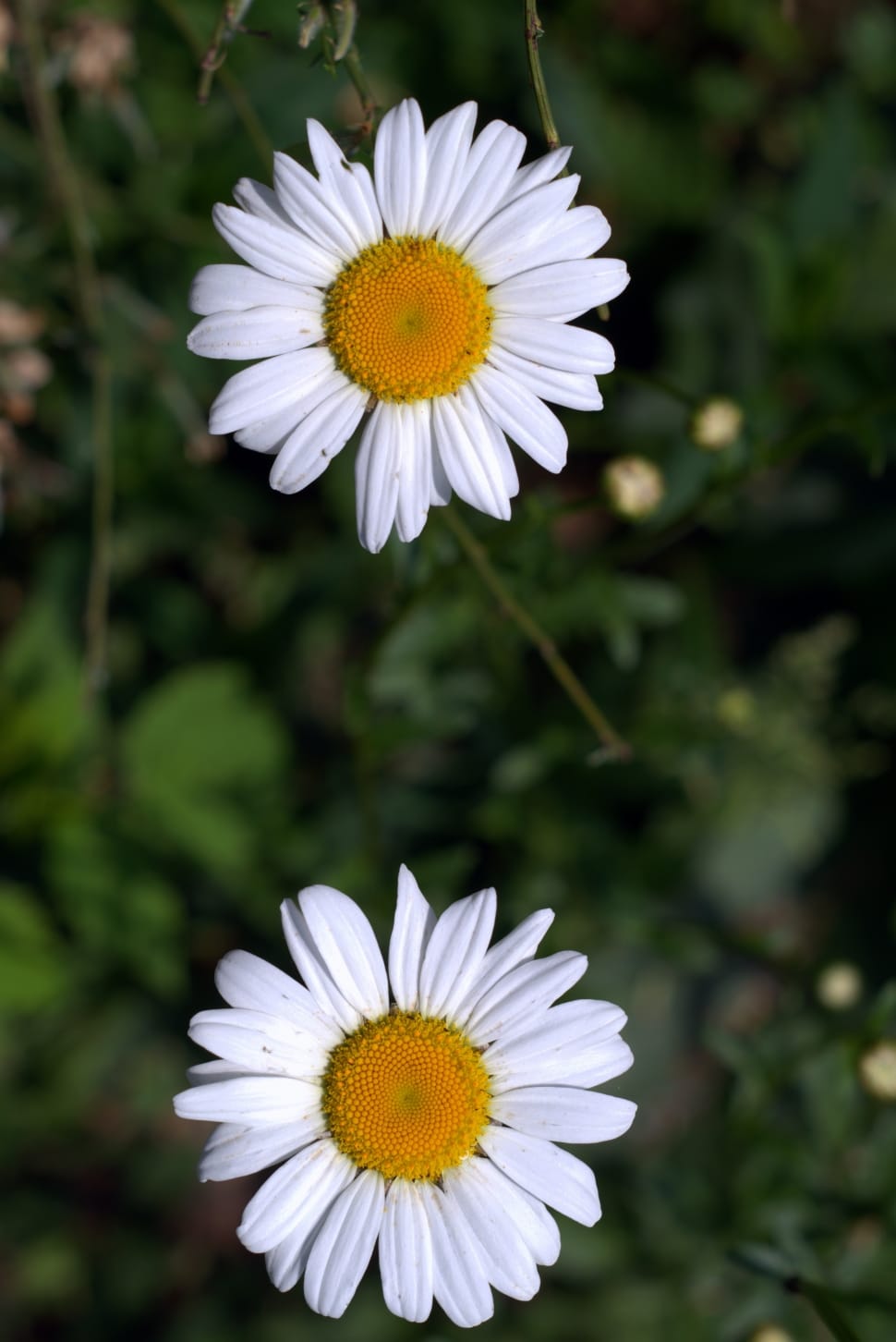 2 white daisies preview