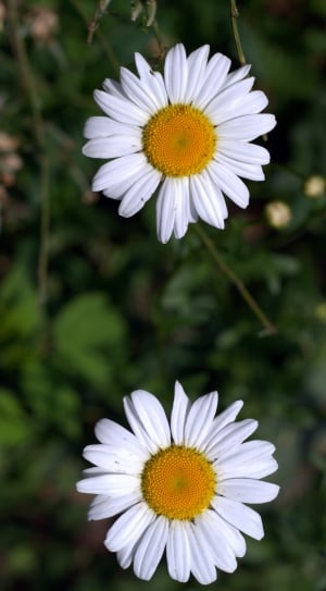 2 white daisies thumbnail