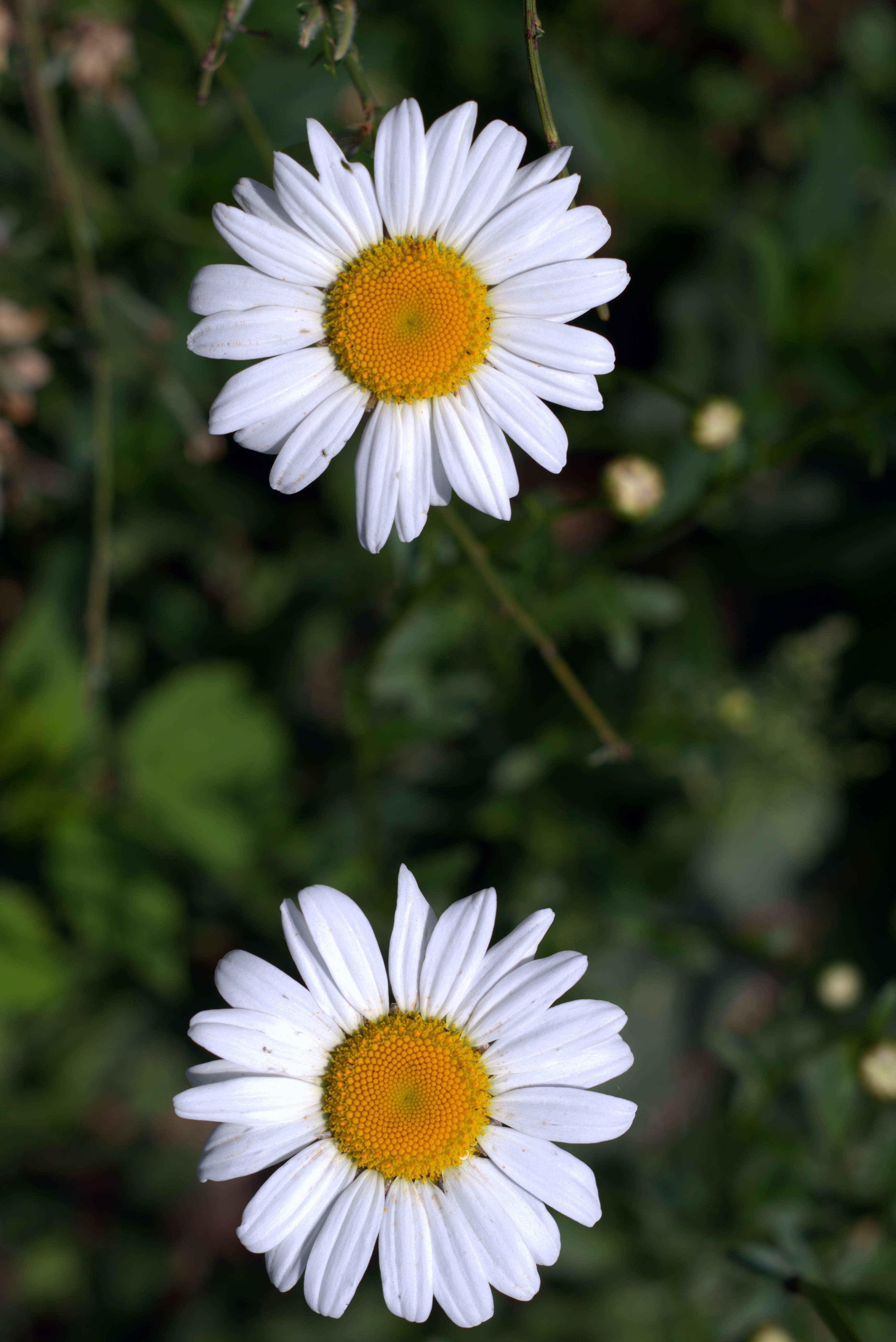 2 white daisies