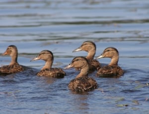 flocks of brown duck thumbnail