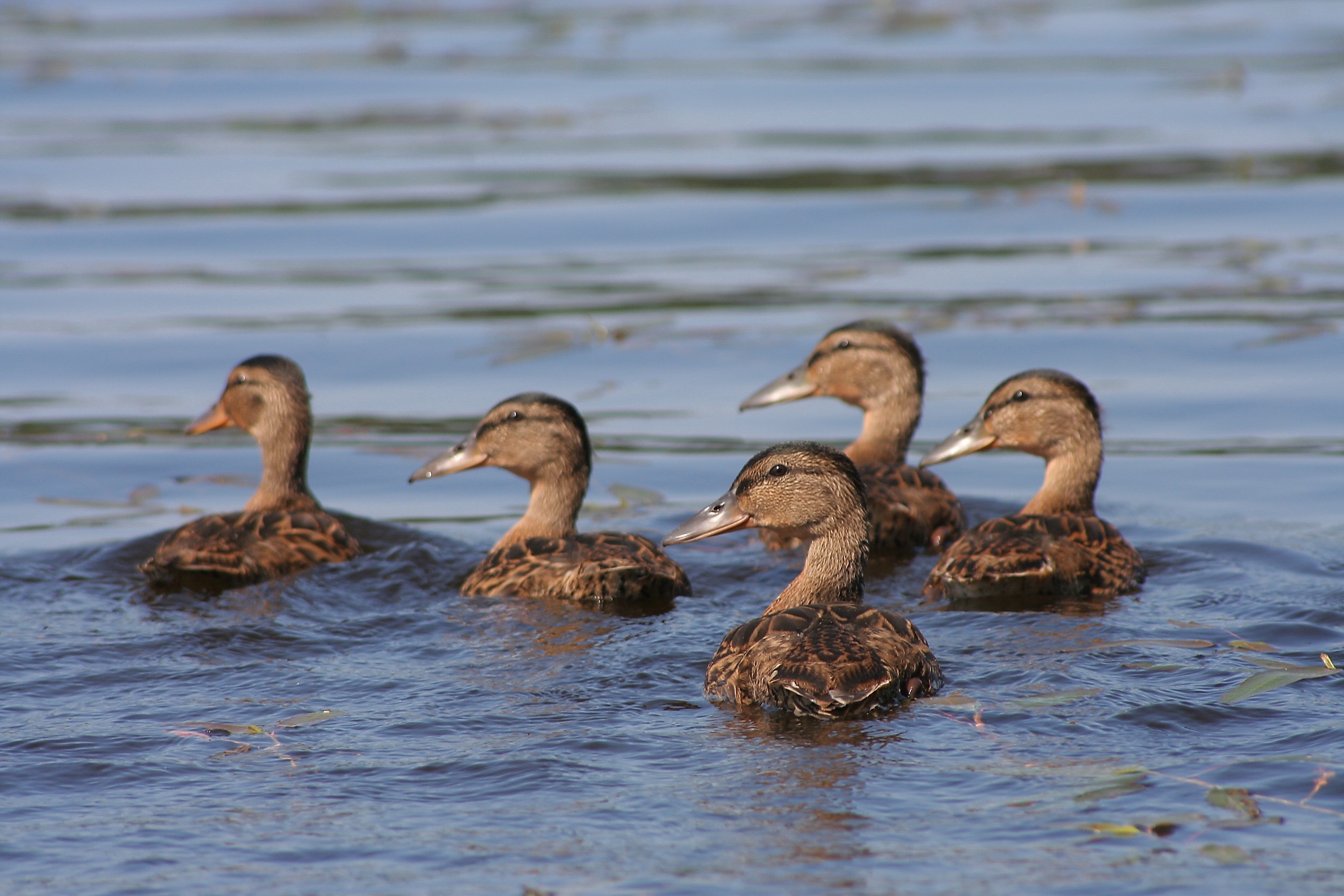 flocks of brown duck