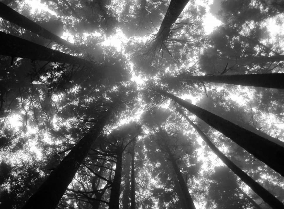 silhouette of a trees preview