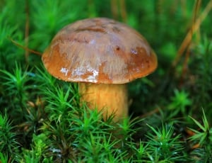 brown and gray mushroom thumbnail