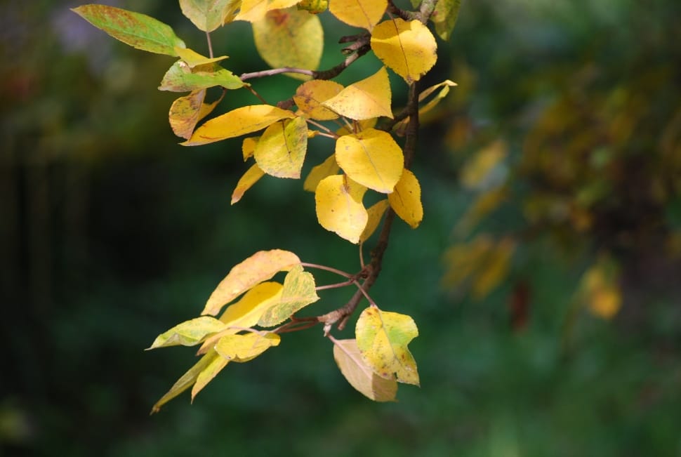 Autumn Leaves, Autumn, Leaves, Nature, leaf, yellow preview