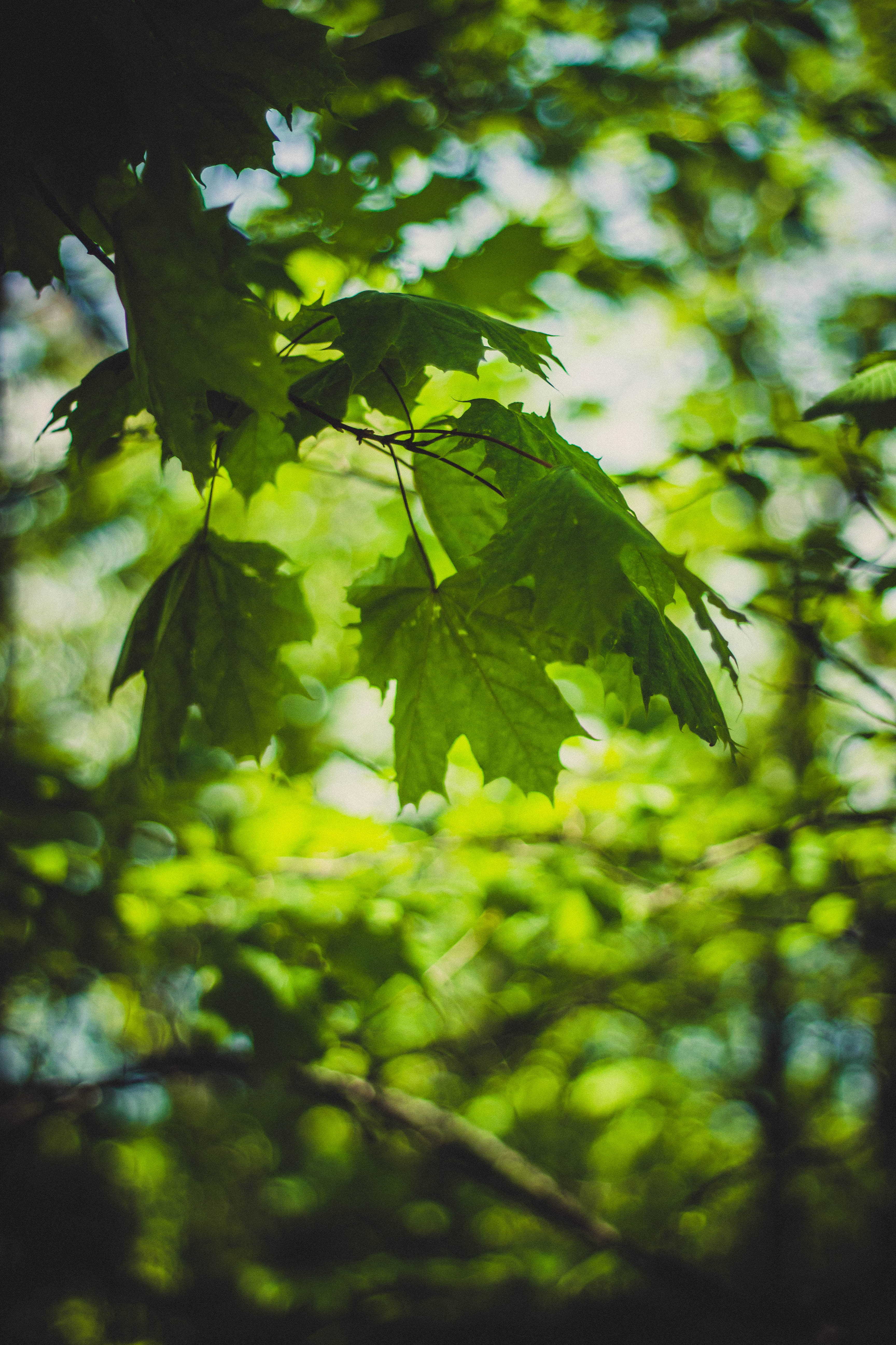 focus photo of green leaves