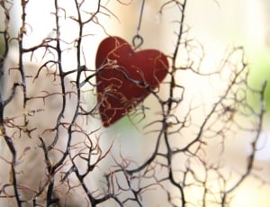 Heart, Romantic, Deco, bare tree, branch thumbnail