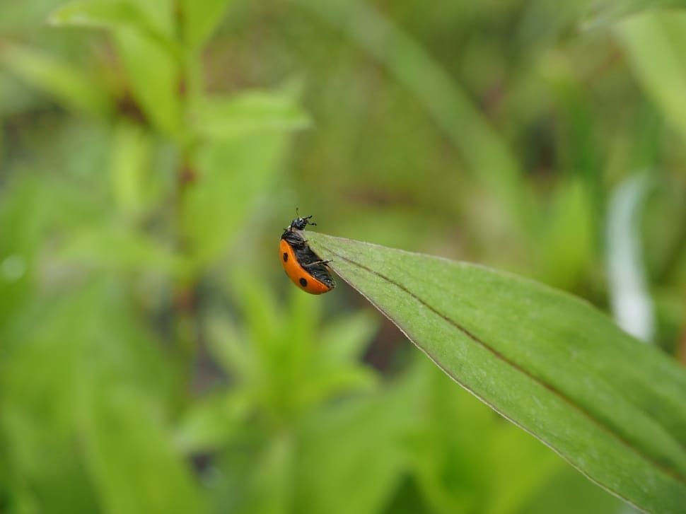 Elytron, Ladybug, Beetle, Coccinellidae, green color, animal themes preview