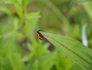 Elytron, Ladybug, Beetle, Coccinellidae, green color, animal themes thumbnail