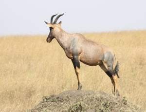 South Africa, Tanzania, Antelope, Africa, animal wildlife, animals in the wild thumbnail
