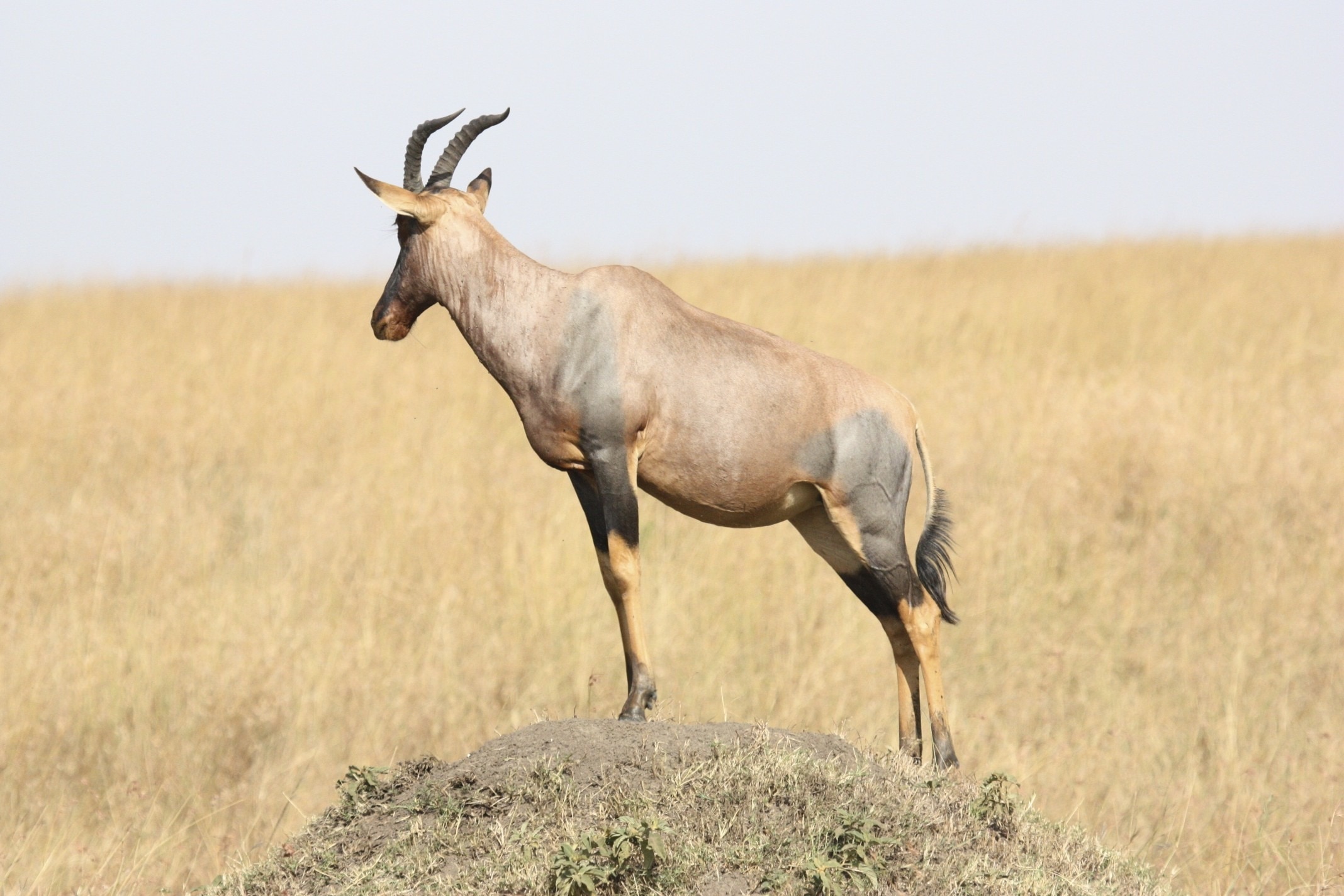South Africa, Tanzania, Antelope, Africa, animal wildlife, animals in the wild