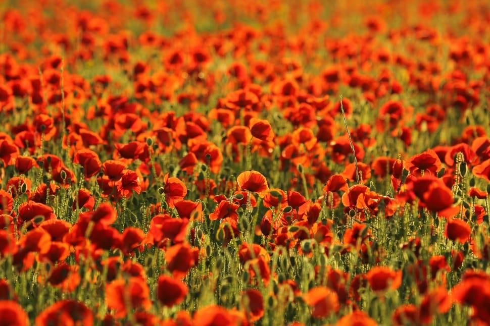 red flower field during daytime preview