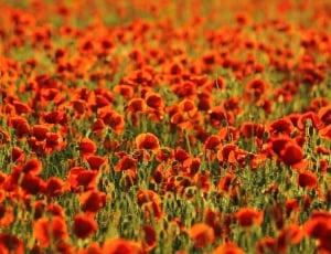 red flower field during daytime thumbnail