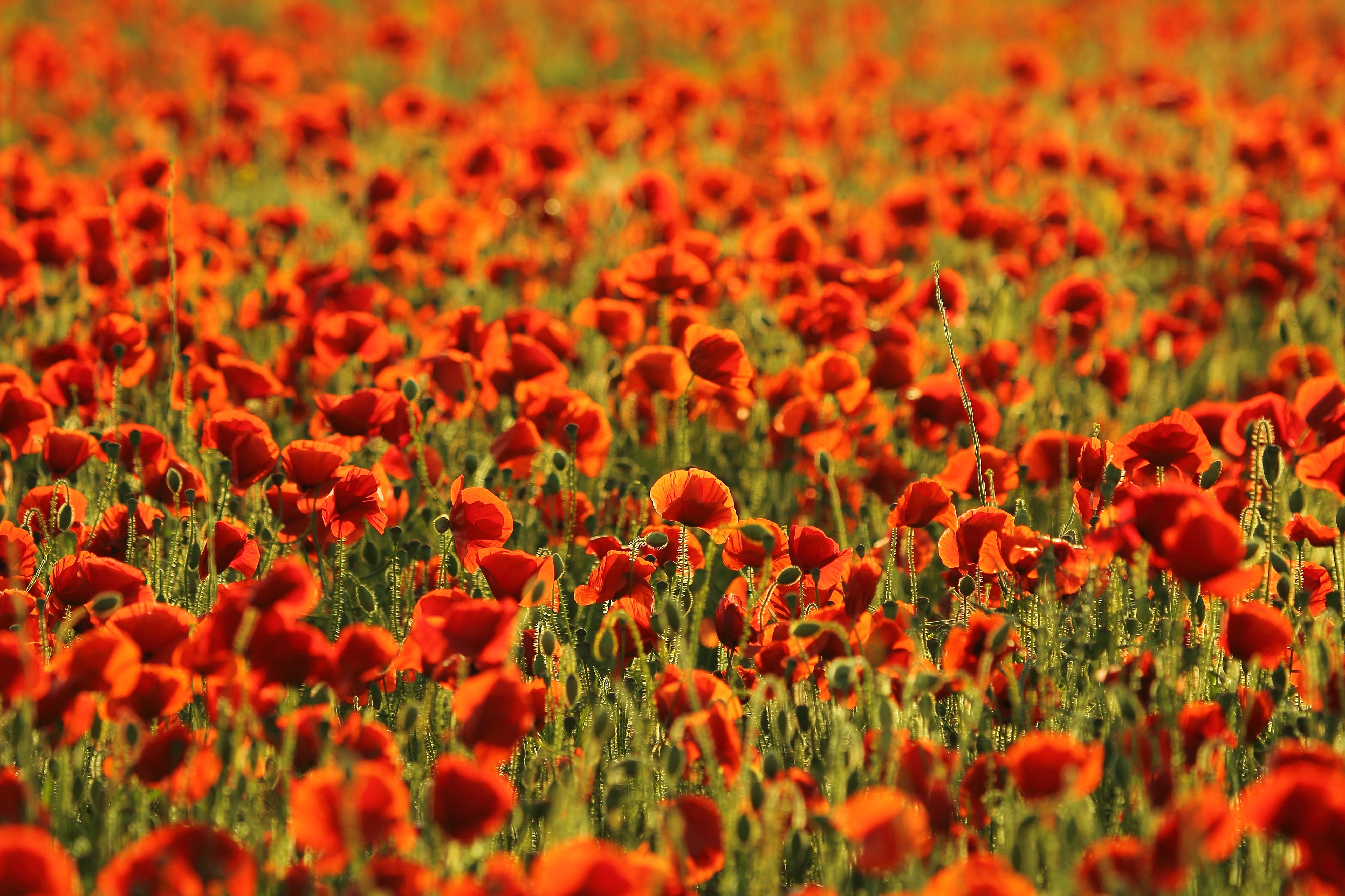 red flower field during daytime
