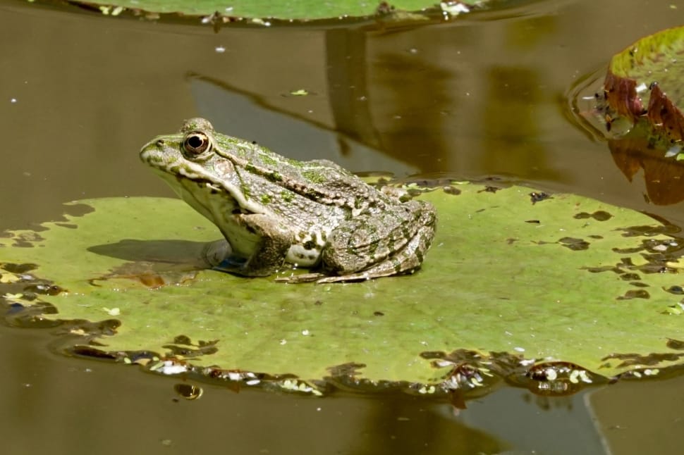 Nature, Lily Pad, Frog, animal themes, one animal preview