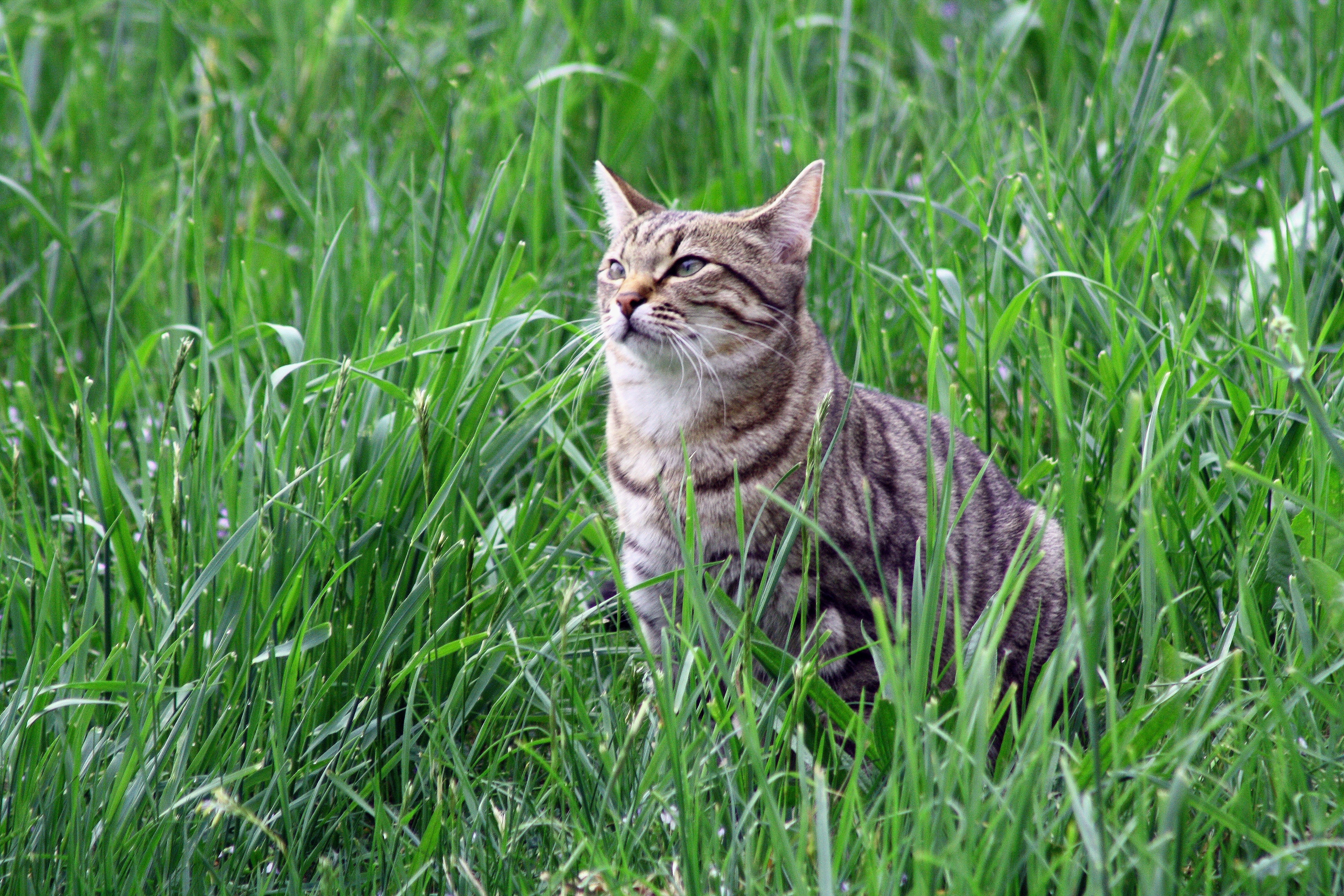 Tiger, Cat, Tigerli, domestic cat, grass