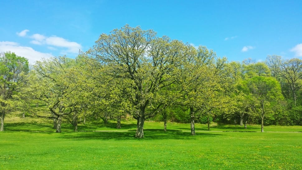 Branch, Tree, Nature, Spring, Green, grass, tree preview
