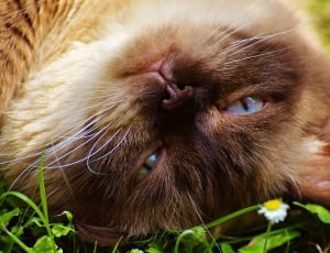 brown and white short fur cat during daytime thumbnail