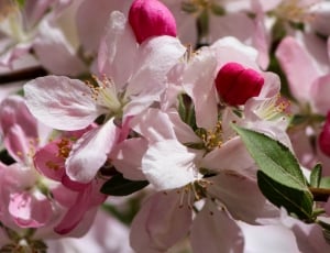 Japanese Cherry Blossoms, Pink Flowers, flower, no people thumbnail