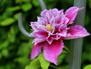 Bloom, Clematis, Blossom, flower, purple thumbnail
