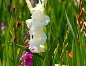 white petaled flowers surrounded with green grasses thumbnail