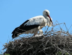 white and black long beak bird on nest during daytime thumbnail