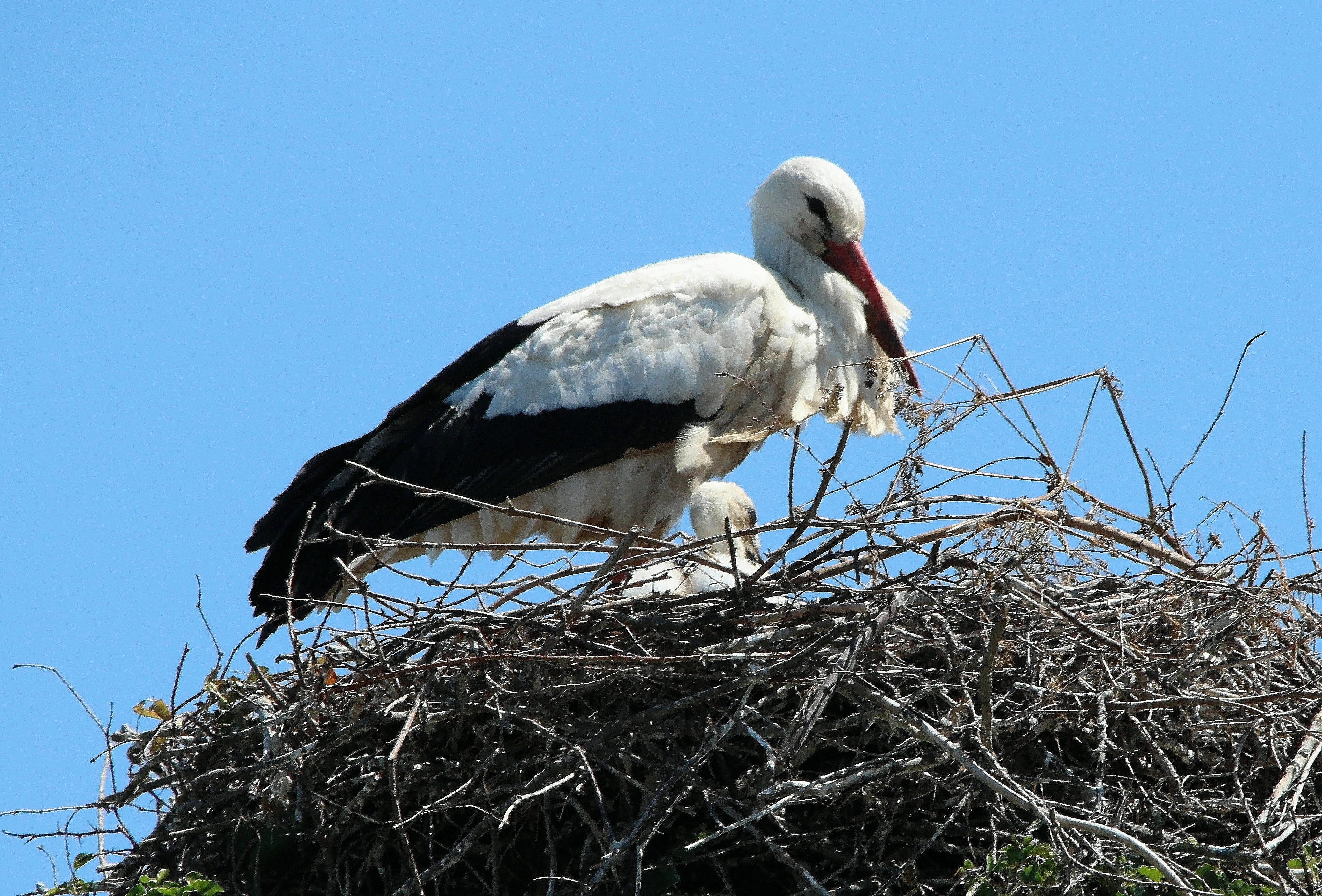 white and black long beak bird on nest during daytime