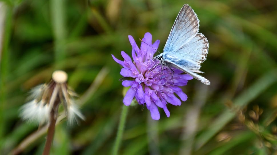 blue butterfly and purple flower preview