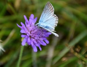blue butterfly and purple flower thumbnail