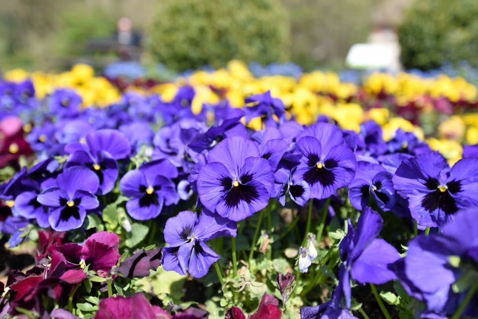 purple and yellow pansies preview