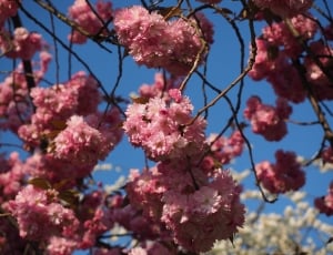 Smell, Cherry Blossom, Japanese Cherry, flower, growth thumbnail