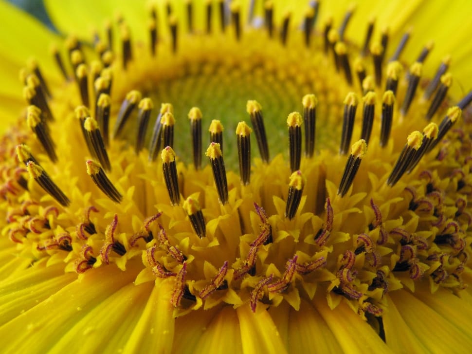 closeup photography of yellow petaled flower preview