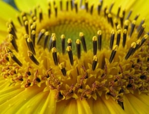closeup photography of yellow petaled flower thumbnail