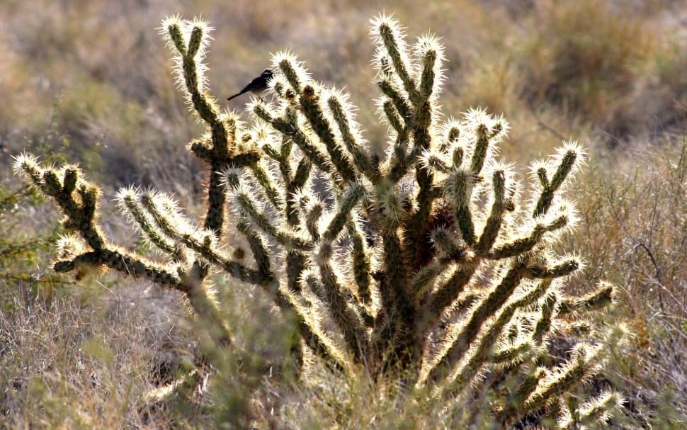 Mojave, Shimmer, Cactus, Bird, Desert, no people, nature preview