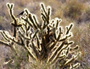 Mojave, Shimmer, Cactus, Bird, Desert, no people, nature thumbnail