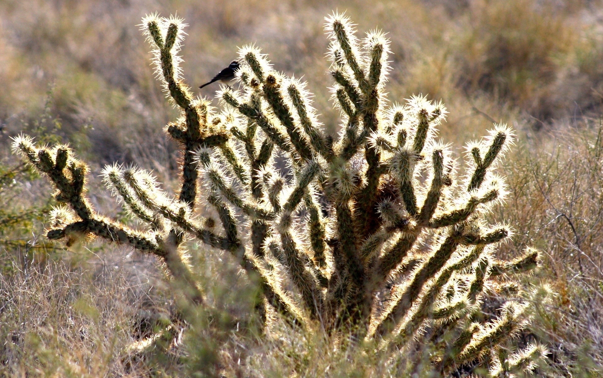 Mojave, Shimmer, Cactus, Bird, Desert, no people, nature