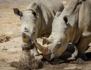 2 grey rhinos thumbnail